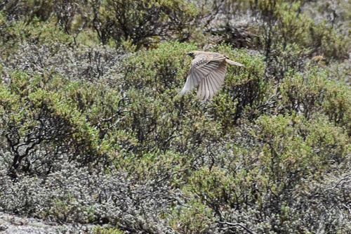 Mountain Pipit (Anthus hoeschi), photo 5