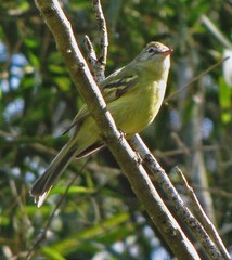 Phyllomyias