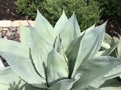 Agave ovatifolia
