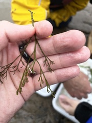 Podostemum ceratophyllum