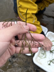 Podostemum ceratophyllum
