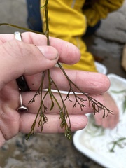 Podostemum ceratophyllum