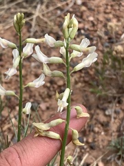 Astragalus lonchocarpus