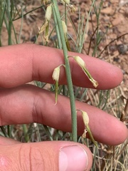 Astragalus lonchocarpus