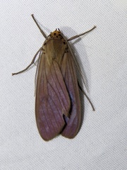 Pelochyta