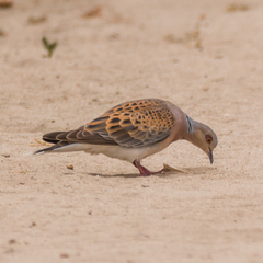 Streptopelia turtur
