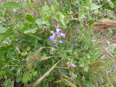 Collinsia concolor