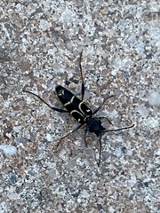 Xylotrechus antilope