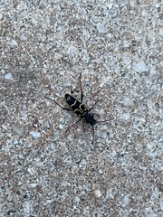 Xylotrechus antilope
