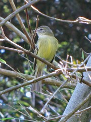 Phyllomyias