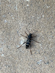 Xylotrechus antilope