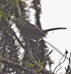 Phyllomyias virescens