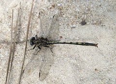 Phanogomphus diminutus