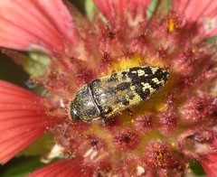 Acmaeodera mixta