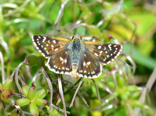 Zelenkasti debeloglavac (Spialia orbifer)