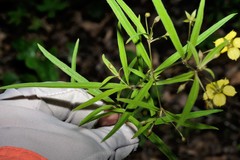 Lysimachia lanceolata