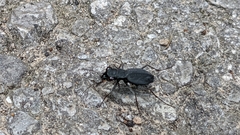 Dromochorus pilatei