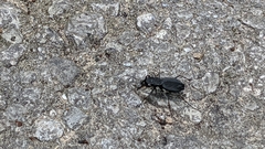 Dromochorus pilatei