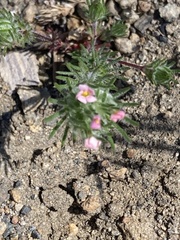 Leptosiphon ciliatus