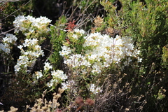 Leptosiphon floribundus