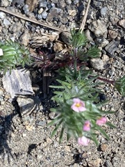 Leptosiphon ciliatus
