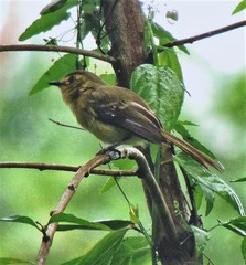Phyllomyias virescens