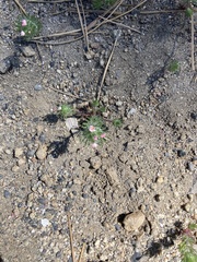 Leptosiphon ciliatus
