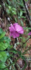 Phlox ovata