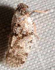 Cixius pini