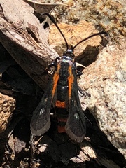 Synanthedon polygoni