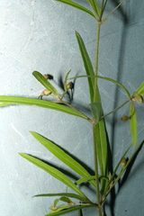 Lysimachia lanceolata