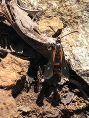 Synanthedon polygoni
