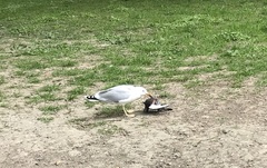 Larus argentatus