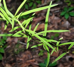 Lysimachia lanceolata