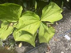 Callipetalon