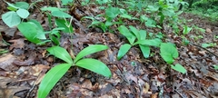 Clintonia umbellulata