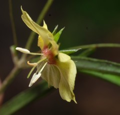 Lysimachia lanceolata