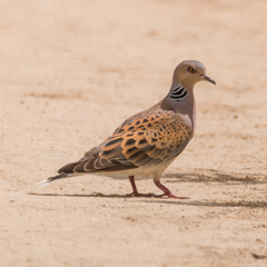 Streptopelia turtur