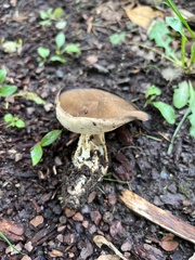 Helvella solitaria