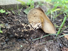 Helvella solitaria