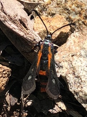 Synanthedon polygoni