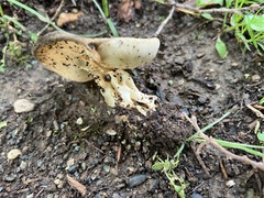 Helvella solitaria