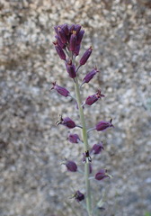 Streptanthus campestris