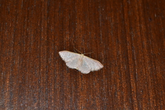 Idaea distinctaria