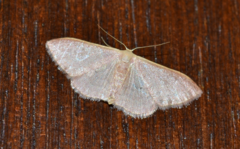 Idaea distinctaria