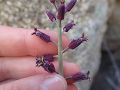 Streptanthus campestris