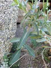 Streptanthus campestris