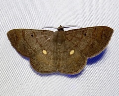 Parilexia cermala