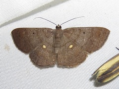 Parilexia cermala