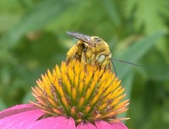 Svastra obliqua obliqua